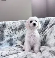 Bella, a female Maltipoo for sale in Fort Smith, AR – 1 of 1