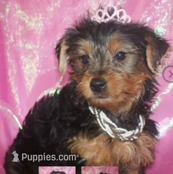 Bella – Yorkshire Terrier puppy for sale in Fort Smith, AR