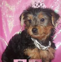Bella, a female Yorkshire Terrier for sale in Fort Smith, AR – 1 of 1