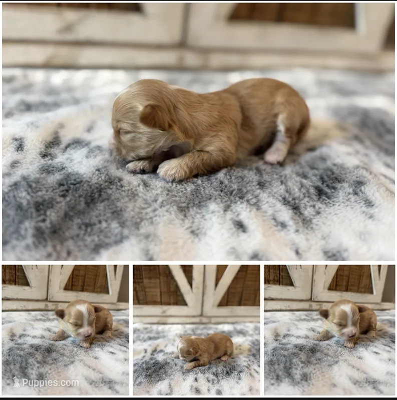 “Goldie” Female  – Morkie puppy for sale in Fort Smith, AR
