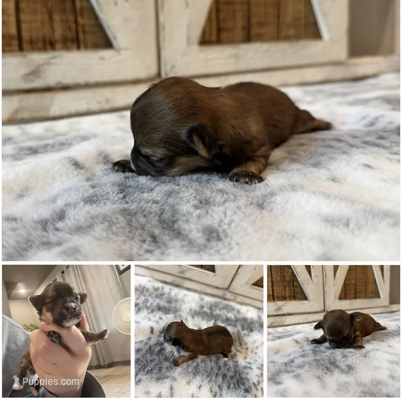 “Peanut” Male 2 – Morkie puppy for sale in Fort Smith, AR