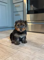 Milly , a female Yorkshire Terrier for sale in Fort Smith, AR – 2 of 3