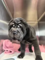 Fat fat , a female Chinese Shar-Pei for sale in Fort Smith, AR – 5 of 5