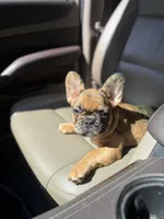 Dior red Merle fluffy girl, a female French Bulldog for sale in Fort Smith, AR – 3 of 3