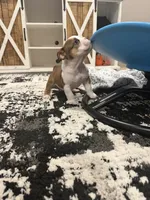 Jelly Roll, a male English Bulldog for sale in Fort Smith, AR – 2 of 3