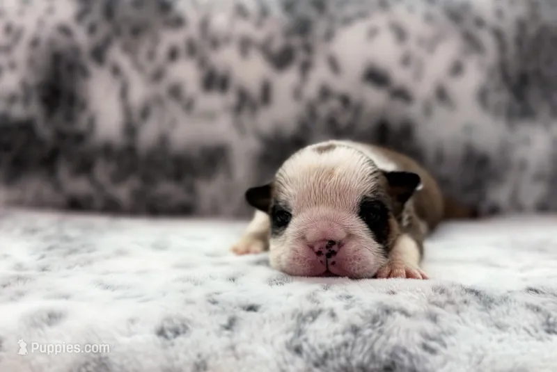 Jelly Roll – English Bulldog puppy for sale in Fort Smith, AR
