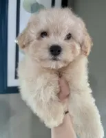 Buddy, a male Poodle - Toy  for sale in Fort Smith, AR – 2 of 2