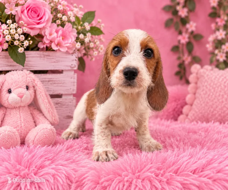 Tilly  – Miniature Dachshund puppy for sale in Fort Smith, AR