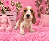 Tilly , a female Miniature Dachshund for sale in Fort Smith, AR – 1 of 2