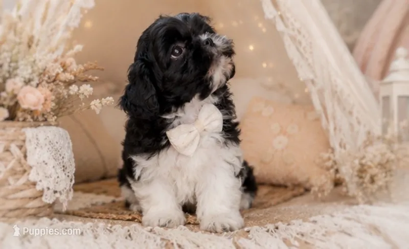 Beaux – Shihpoo puppy for sale in Fort Smith, AR
