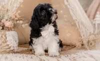 Beaux, a male Shihpoo for sale in Fort Smith, AR – 1 of 1