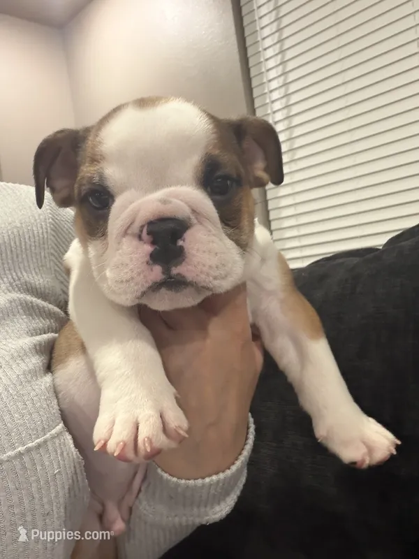 Jelly Roll – English Bulldog puppy for sale in Fort Smith, AR