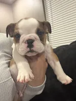 Jelly Roll, a male English Bulldog for sale in Fort Smith, AR – 1 of 3