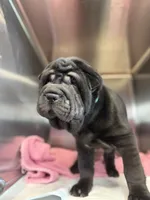 Fat fat , a female Chinese Shar-Pei for sale in Fort Smith, AR – 4 of 5