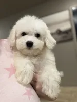 Polar Bear , a male Bichon Frise for sale in Fort Smith, AR – 2 of 2