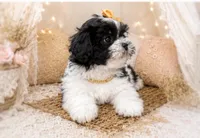 Tilly, a male Shihpoo for sale in Fort Smith, AR – 2 of 2