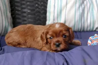 Rex, a male Cavalier King Charles Spaniel for sale in Stoutland, MO – 3 of 3