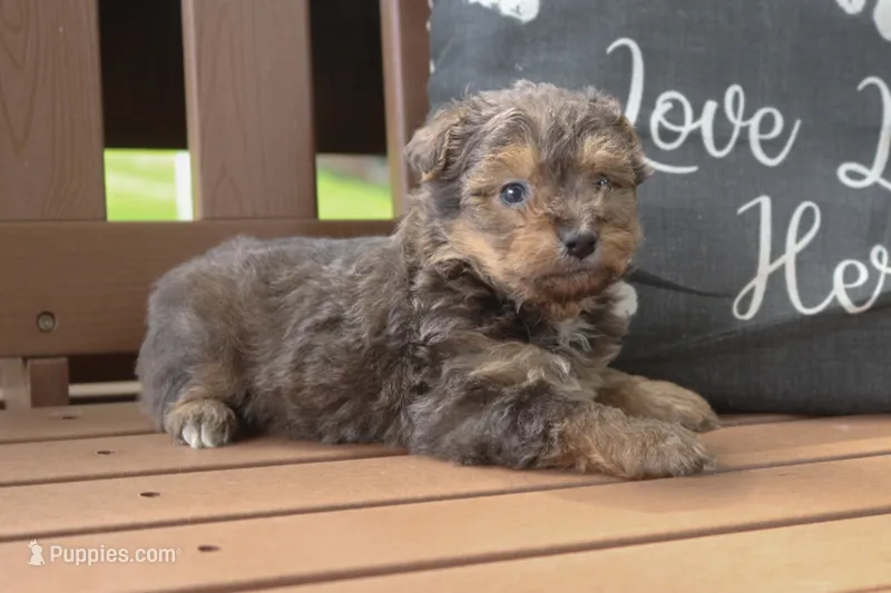 Luke – Yorkipoo puppy for sale in Stoutland, MO