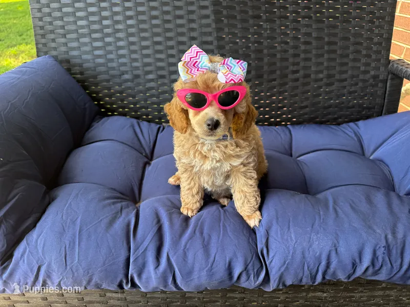 Ginger – Poodle - Miniature  puppy for sale in Stoutland, MO