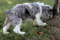 Prince, a male Cavapoo for sale in Stoutland, MO – 3 of 6
