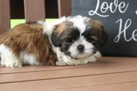 Ethyl , a female Lhasa Apso for sale in Stoutland, MO – 3 of 3