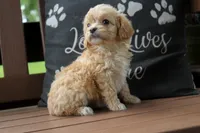 Bonnie, a female Cavapoo for sale in Stoutland, MO – 3 of 3