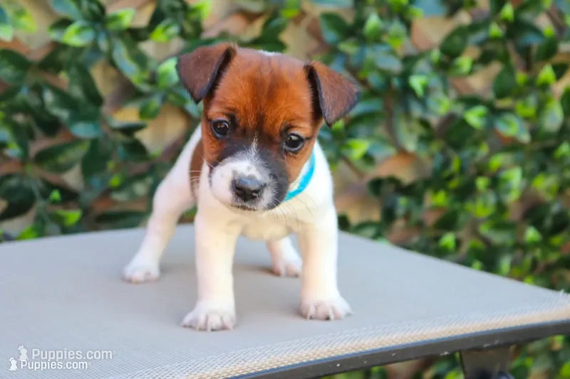 Susie – Jack Russell Terrier puppy for sale in Stoutland, MO