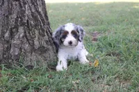 Prince, a male Cavapoo for sale in Stoutland, MO – 6 of 6