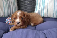 River, a male Cavalier King Charles Spaniel for sale in Stoutland, MO – 3 of 3