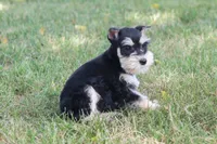 Jewels, a female Miniature Schnauzer for sale in Stoutland, MO – 5 of 8