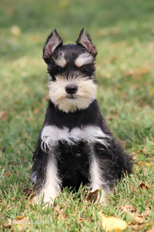 Jewels – Miniature Schnauzer puppy for sale in Stoutland, MO