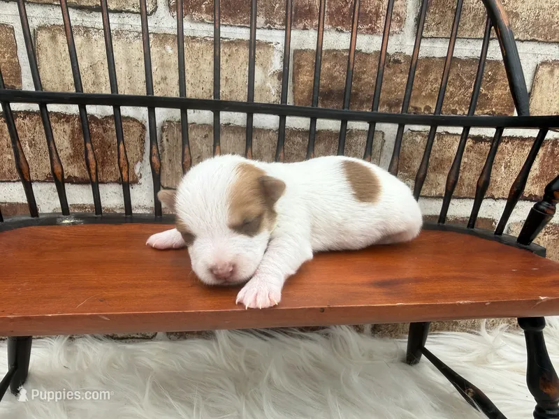 Jack – Jack Russell Terrier puppy for sale in Stoutland, MO