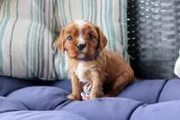 Rider, a male Cavalier King Charles Spaniel for sale in Stoutland, MO – 4 of 5