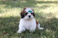 AKC Molly, a female Lhasa Apso for sale in Stoutland, MO – 2 of 4
