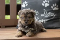 Luke, a male Yorkipoo for sale in Stoutland, MO – 3 of 3