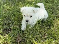Sugar, a female West Highland White Terrier for sale in Stoutland, MO – Photo 1 of 5