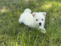 Sugar, a female West Highland White Terrier for sale in Stoutland, MO – Photo 5 of 5