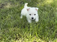 Sugar, a female West Highland White Terrier for sale in Stoutland, MO – Photo 2 of 5