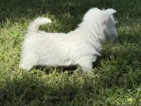 Sugar, a female West Highland White Terrier for sale in Stoutland, MO – Photo 4 of 5