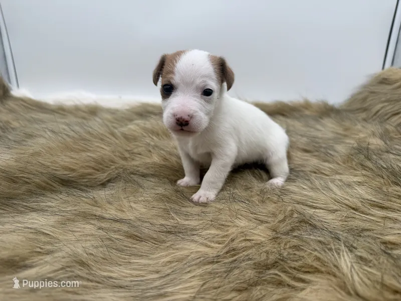 Billy – Jack Russell Terrier puppy for sale in Stoutland, MO