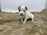 Billy, a male Jack Russell Terrier for sale in Stoutland, MO – 1 of 3