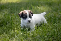 Nova, a female Jack Russell Terrier for sale in Stoutland, MO – 2 of 3