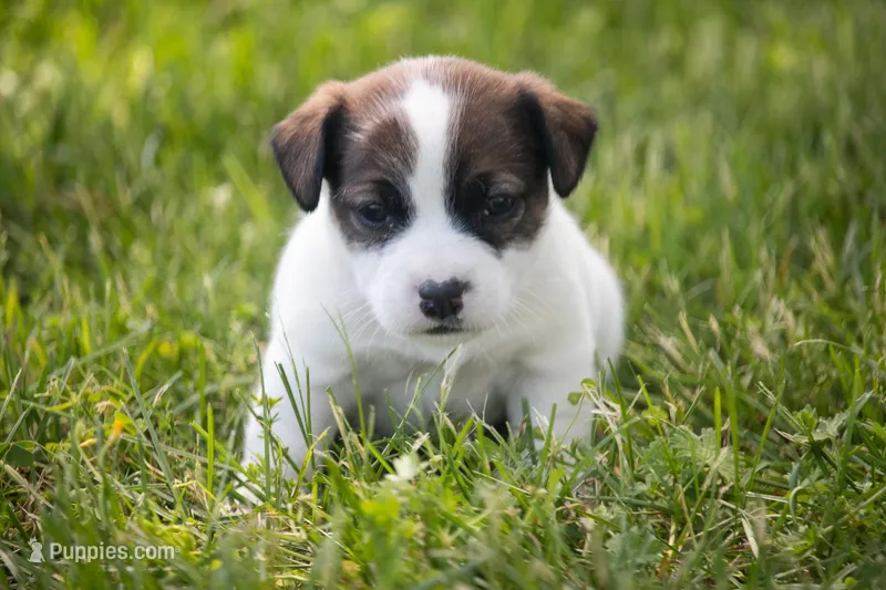 Nova – Jack Russell Terrier puppy for sale in Stoutland, MO