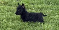 Susan , a female Scottish Terrier for sale in Stoutland, MO – 2 of 3