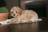 Rocky, a female Poodle - Miniature  for sale in Stoutland, MO – 5 of 5