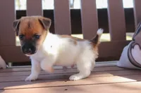 Mathew, a male Jack Russell Terrier for sale in Stoutland, MO – 3 of 3