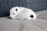 Monica, a female Jack Russell Terrier for sale in Stoutland, MO – Photo 3 of 4