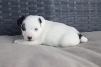 Monica, a female Jack Russell Terrier for sale in Stoutland, MO – Photo 4 of 4