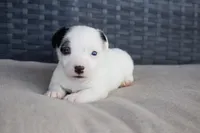 Monica, a female Jack Russell Terrier for sale in Stoutland, MO – Photo 1 of 4