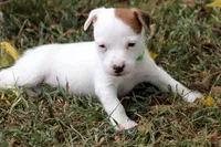 Jane, a female Jack Russell Terrier for sale in Stoutland, MO – 5 of 9